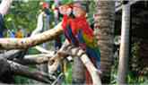 Parrot One